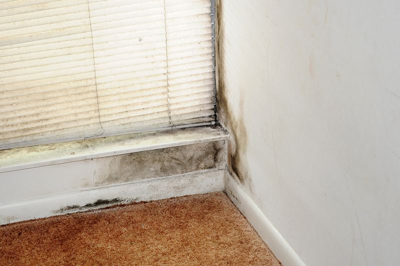 Mold after water damage: Musty smell or spots after a leak that wasn't dried in time.